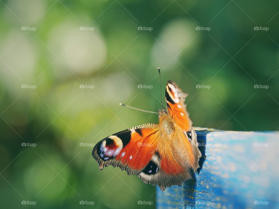 Peacock butterfly