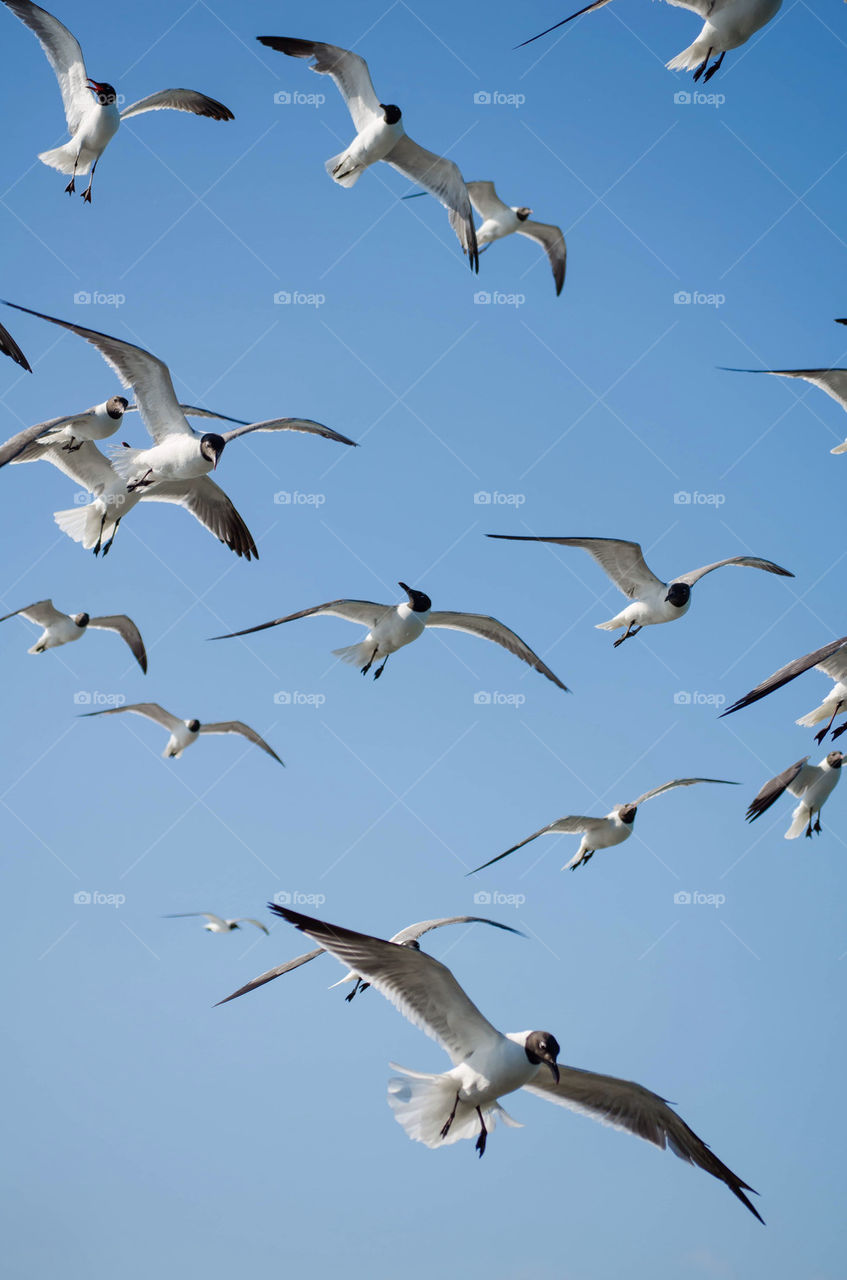 Seagulls