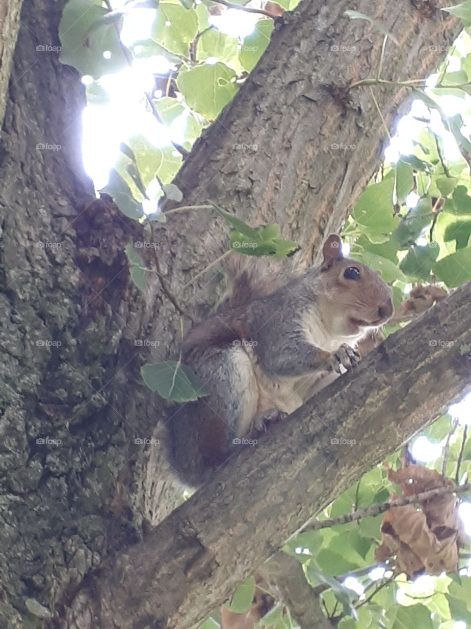 Squirrel In A Tree