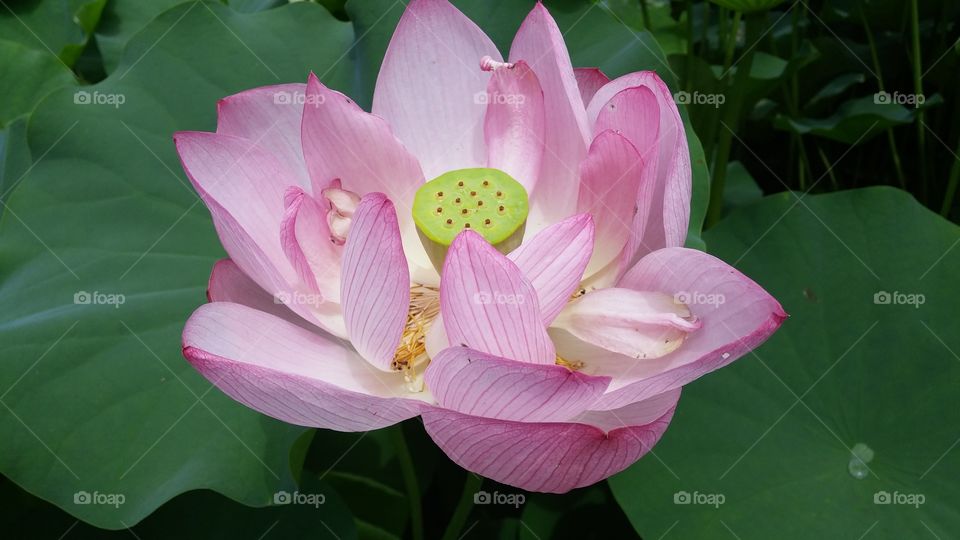 Water Lilly. Beautiful Pink Water Lilly from a pond in Virginia