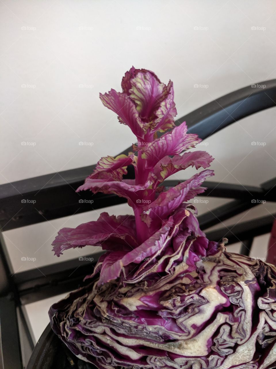 cabbage