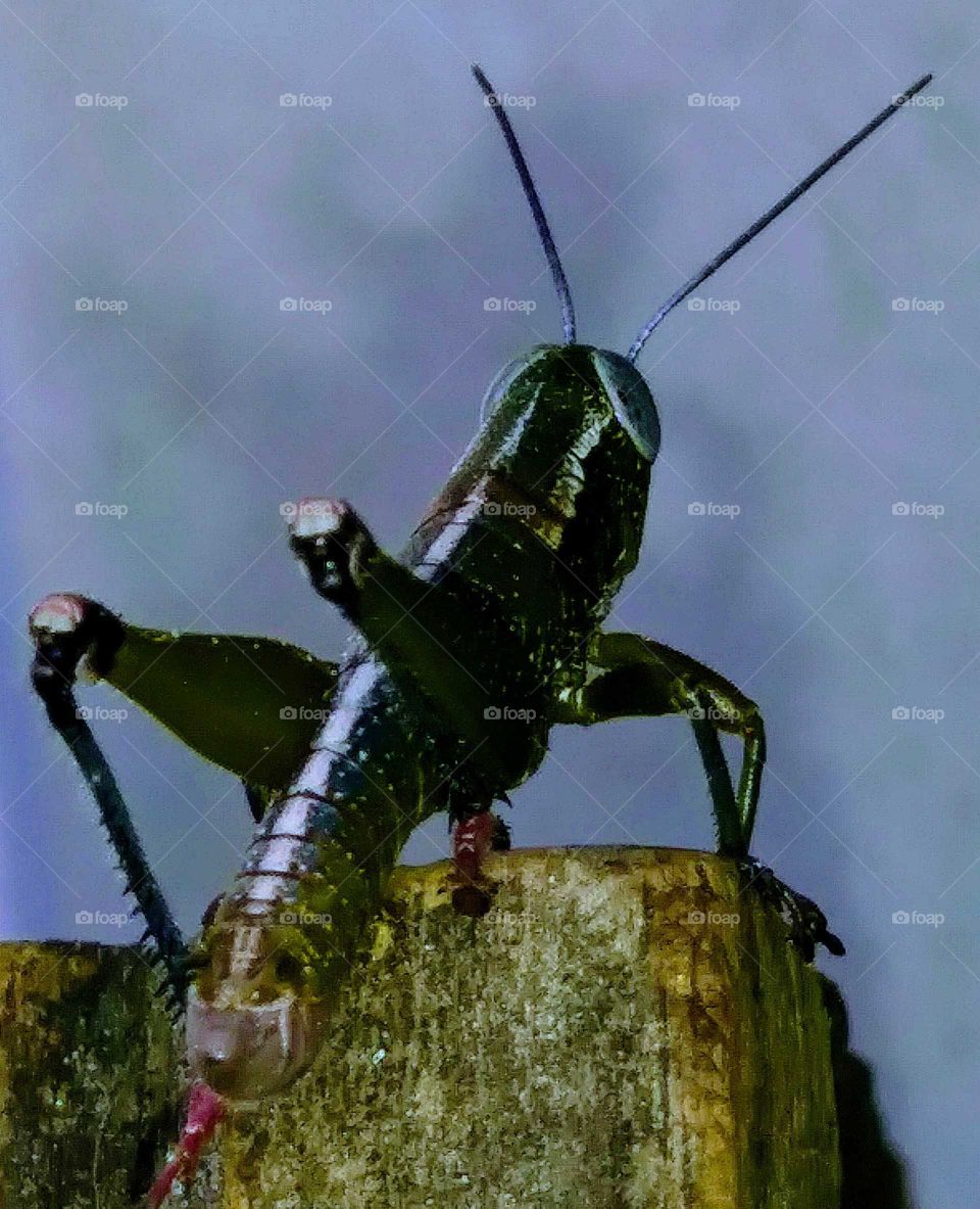 insect