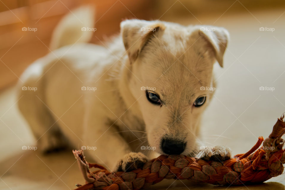 Front view of a dog biting rope