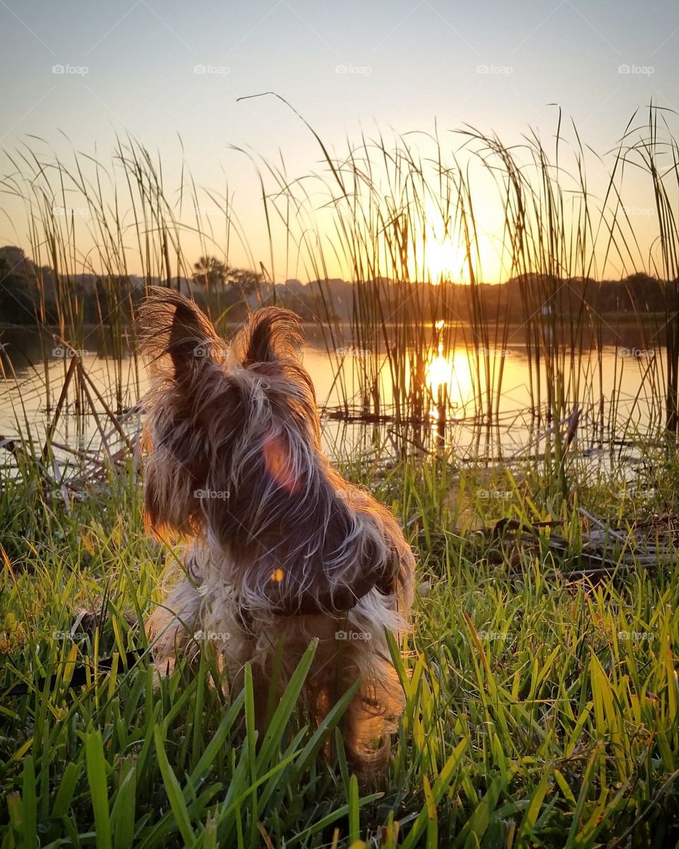 Dog at outdoor during sunset