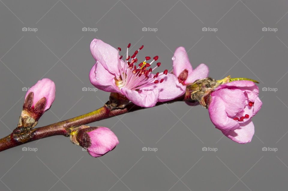 Branch of a blossoming peach.