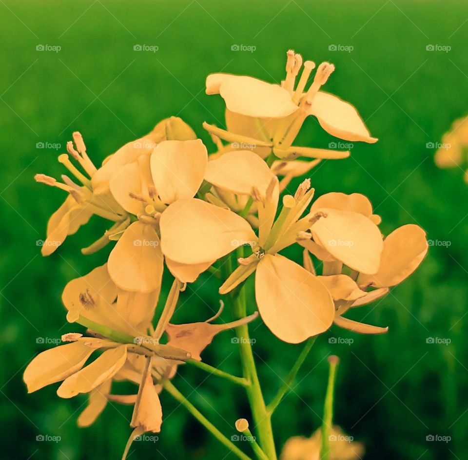 A picture of beautiful yellow colour flower