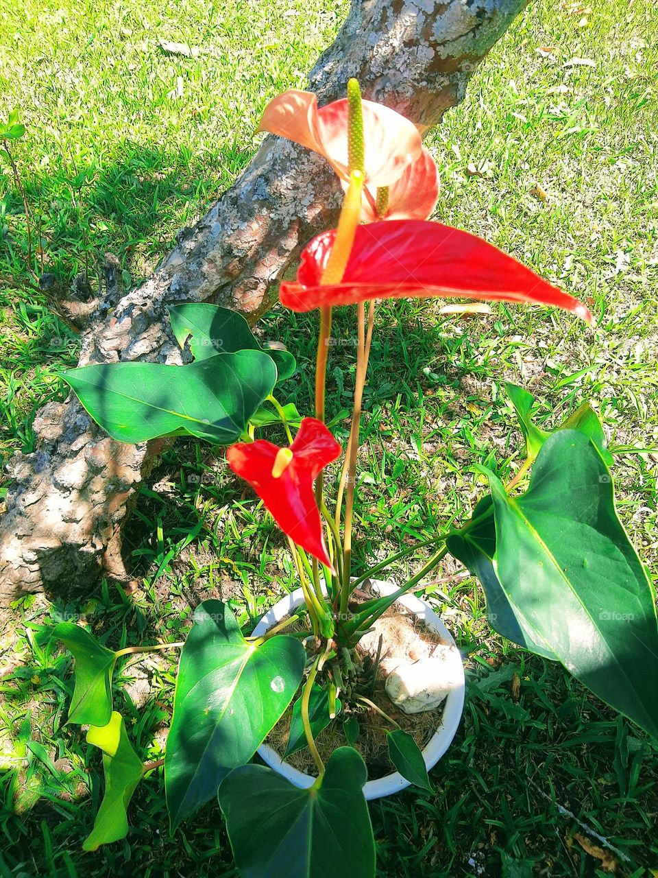 Orange anthurium in a vase