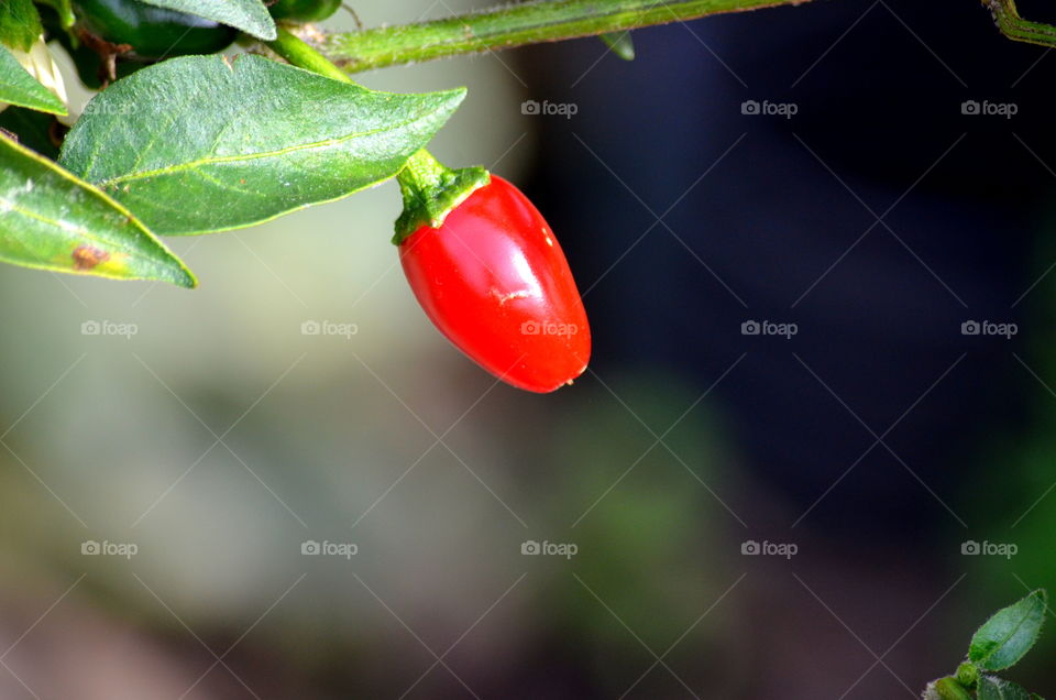 chili pepper