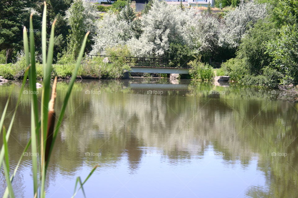 Pond with bridge and cattails
