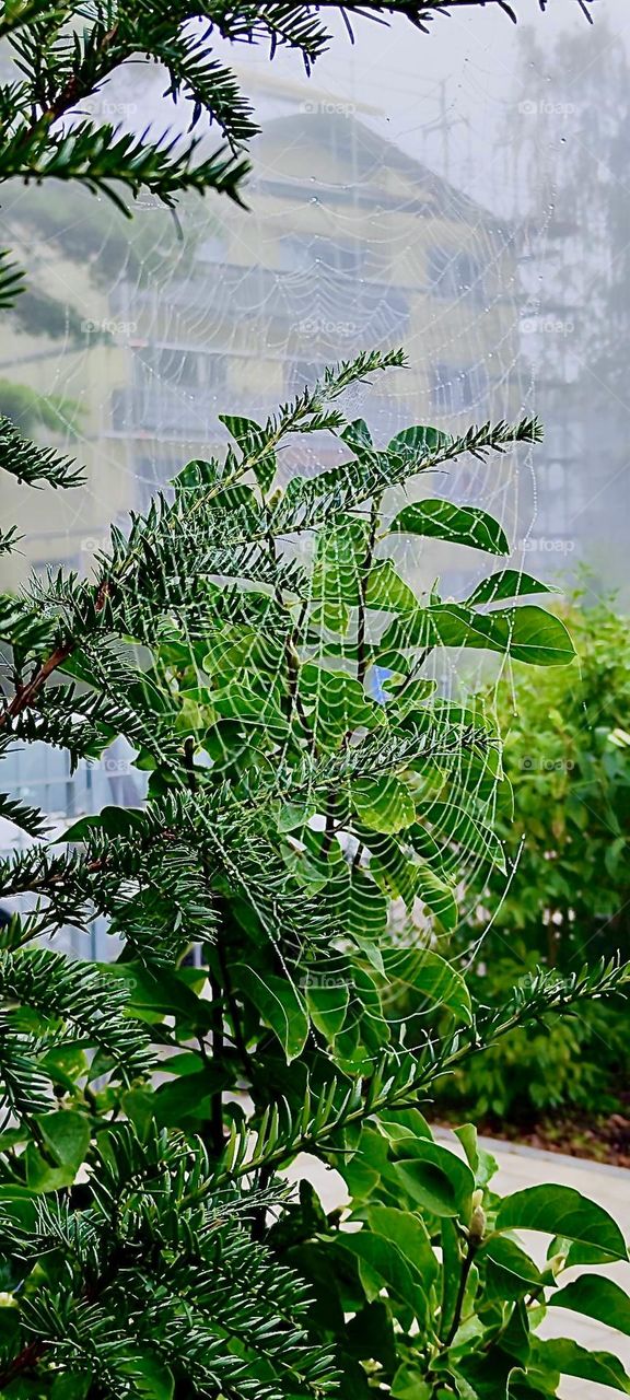 This is a large spiderweb photographed in a beautiful garden in „Bavaria“, Germany as a symbol for late summer which is called „Altweibersommer“ or „Old Women‘s Summer“ by the locals. 2023. Hypnotic Productions