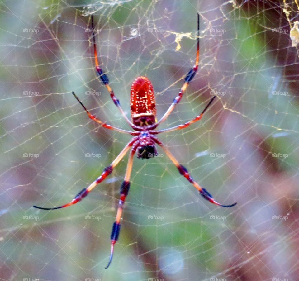 Spider with Web 