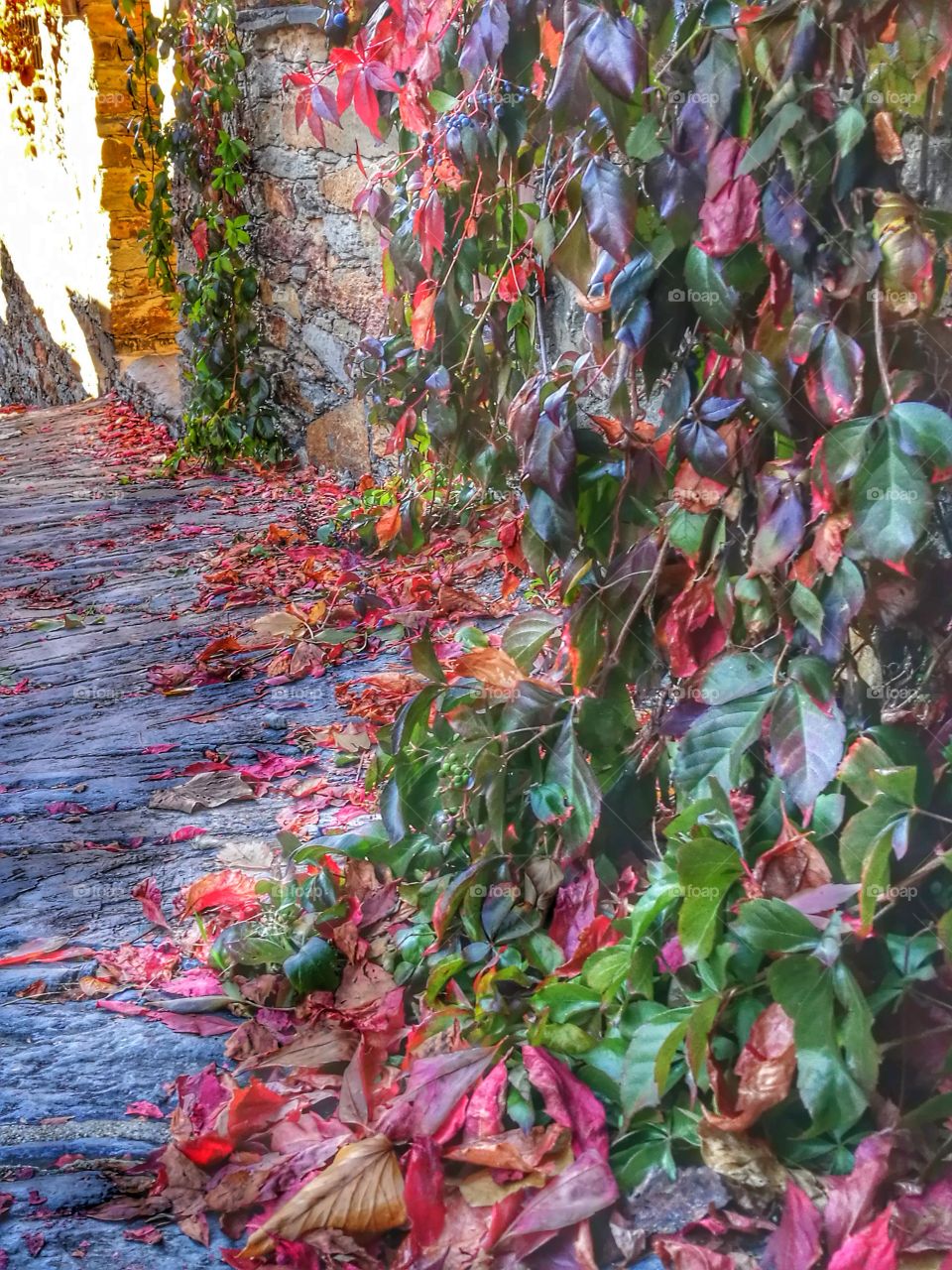 otoño,nature,través,