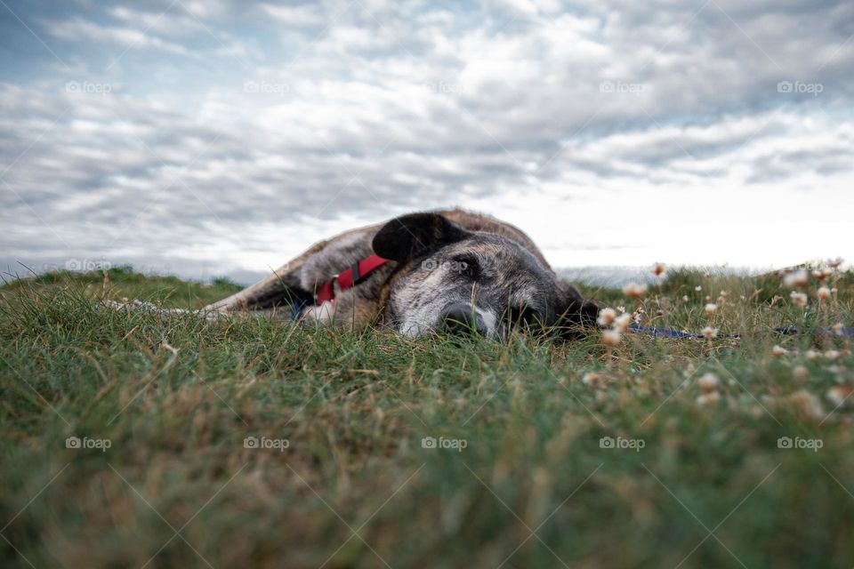 Dog resting on the grass