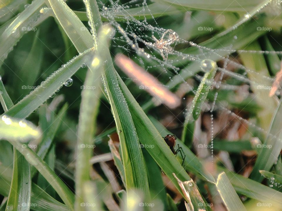Spider on grass, dew on web