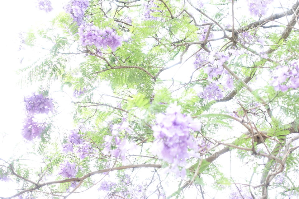 Jacaranda tree’s purple flowers are blooming.