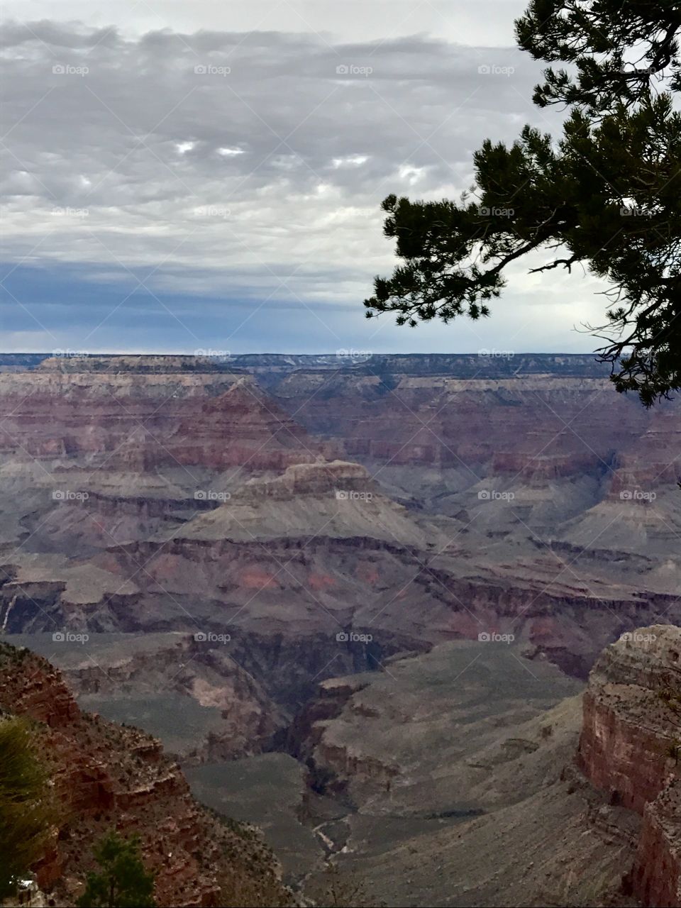 Tree Branch Over Grand Canyon