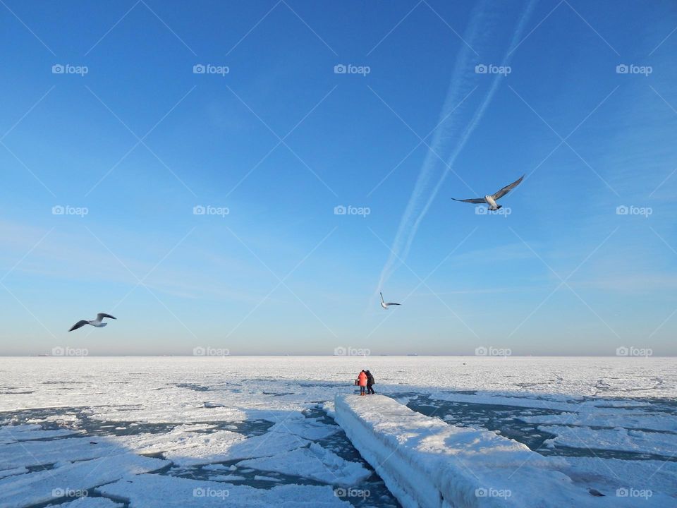Seagulls people on pier frozen sea ice winter seaside coast 