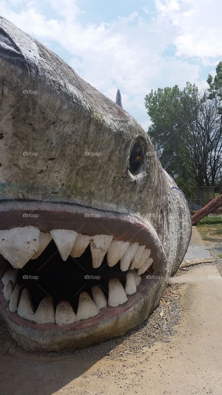 Shark close up