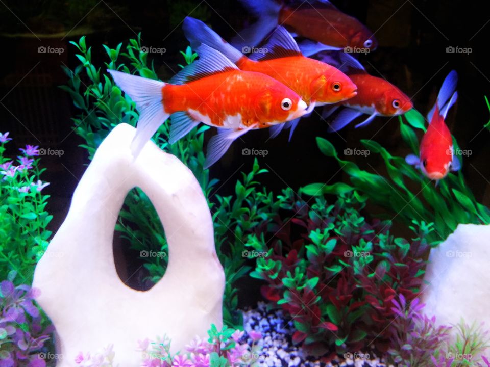 Orange fish swimming and colorful coral.