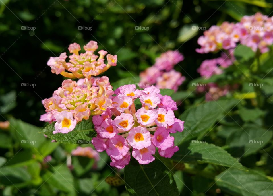 Lantana camara