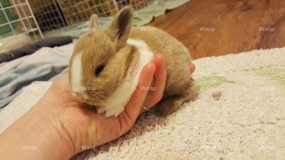 Baby rabbit on human hand