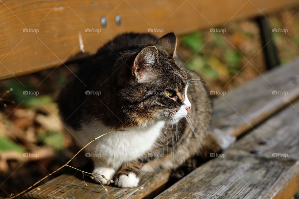 cat sitting on a bench in the park