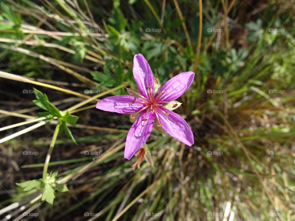 flower