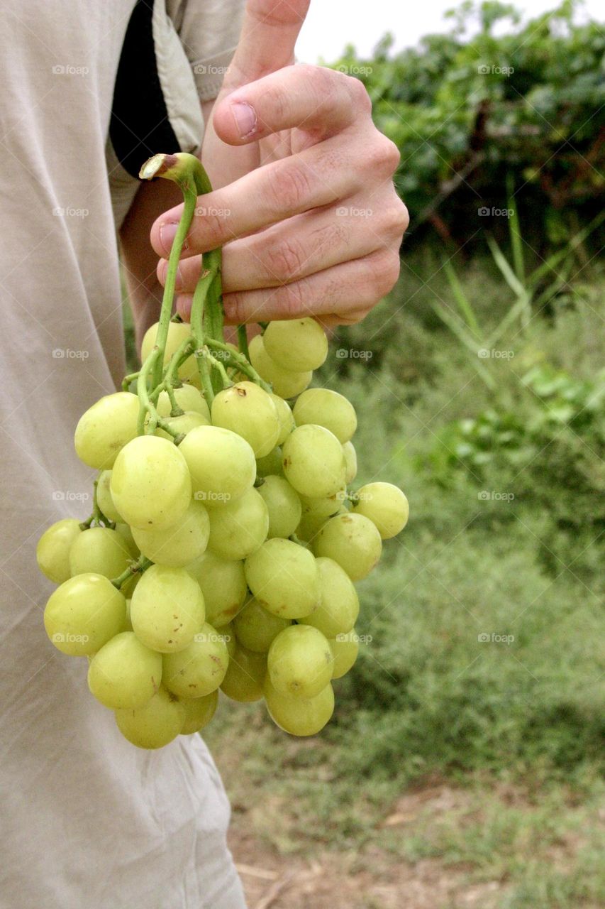 Fresh bunch of grapes 