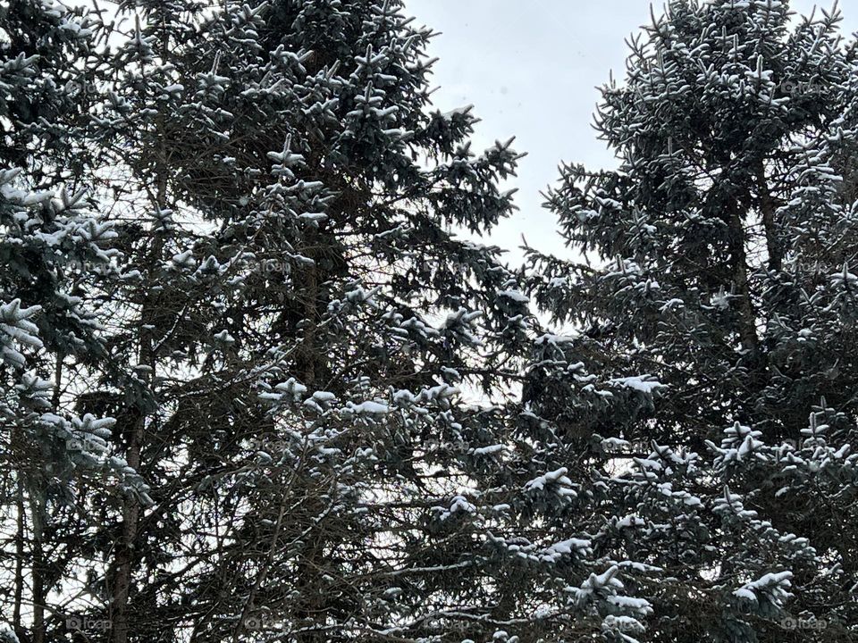 Pine trees dusted with snow