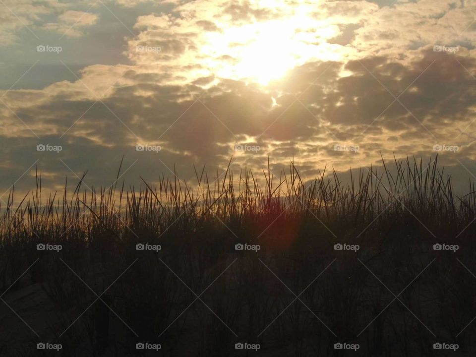 Shore grass and beach sky. 