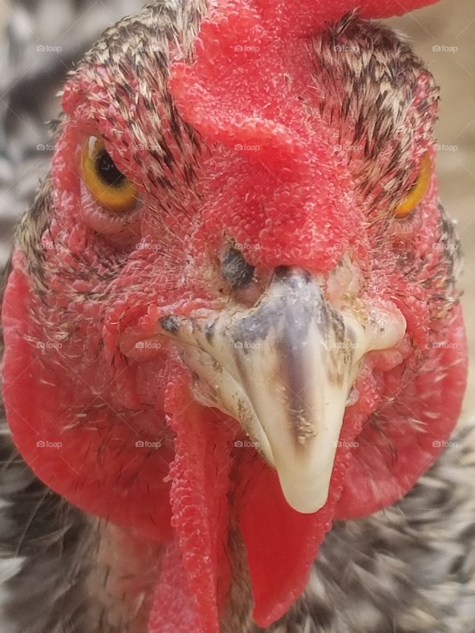 A beautiful chicken