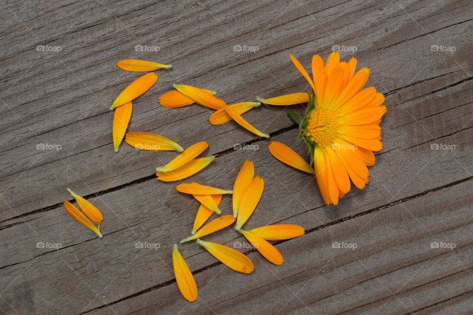Orange petals on wood
