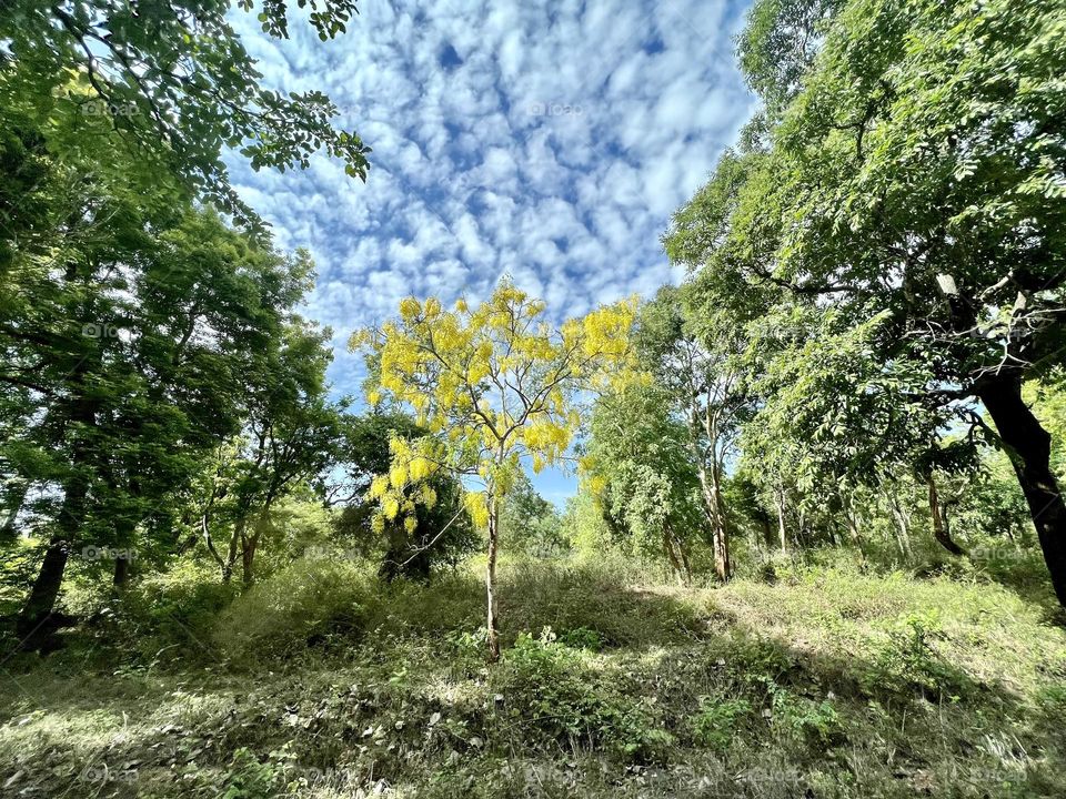 The Lone Yellow Tree In The Forest 