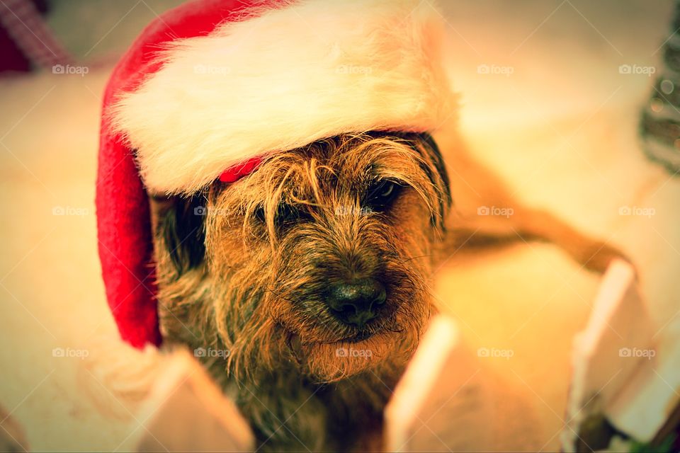 Dog with santa hat