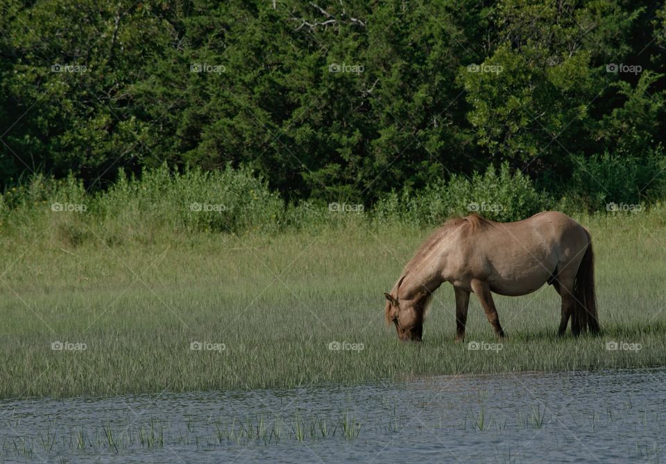 wild horses