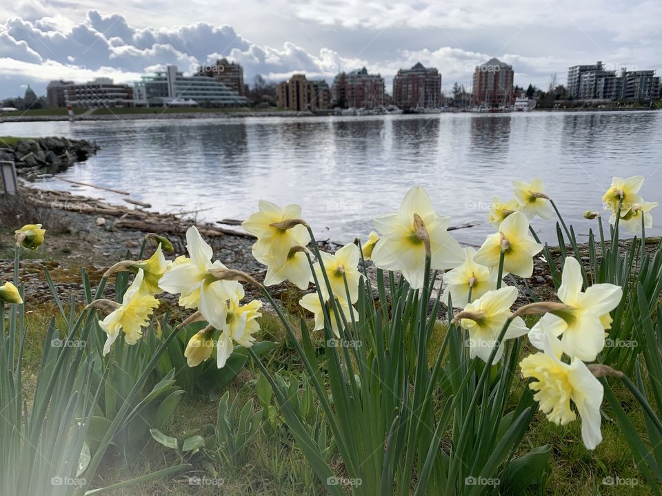 Daffodils springing into spring 