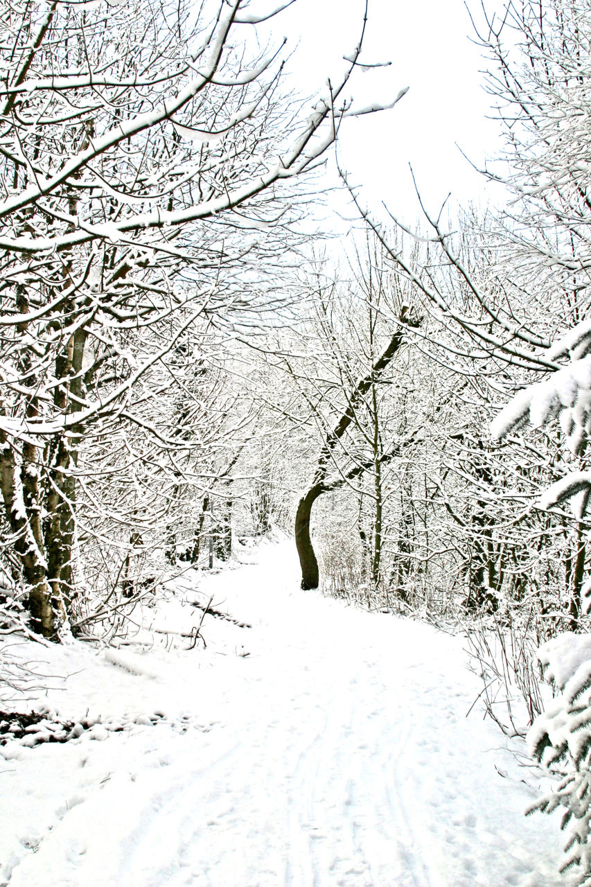 Forest in bare trees during winter