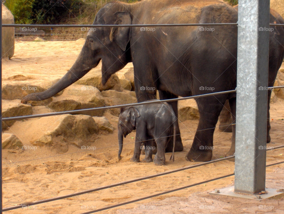 zoo big ears trunks baby elephant by tommygirl-uk