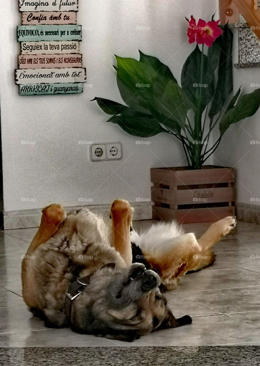 El también se va a dormir.