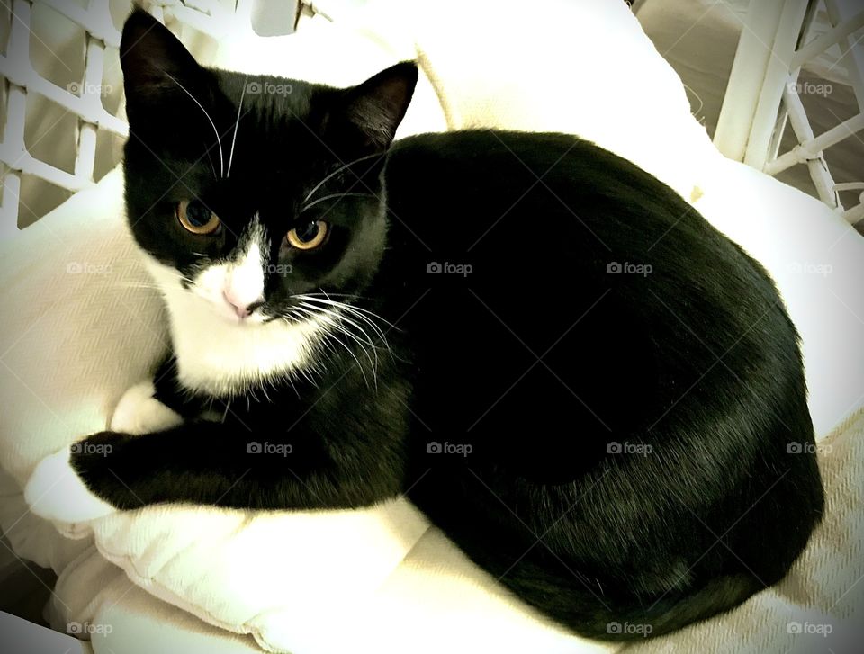 Black and white cat on white chair