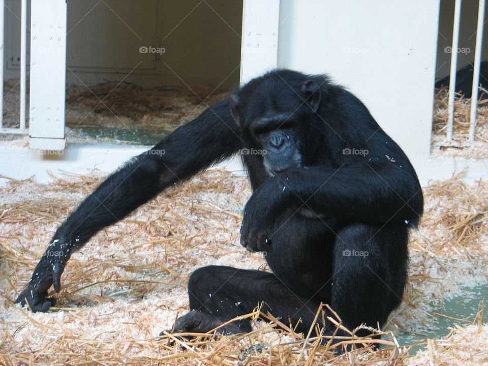 Chimpanzee sitting in zoo