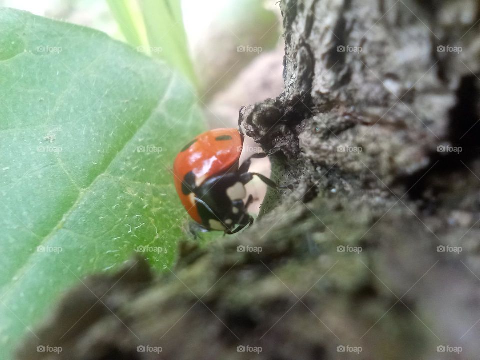 ladybug