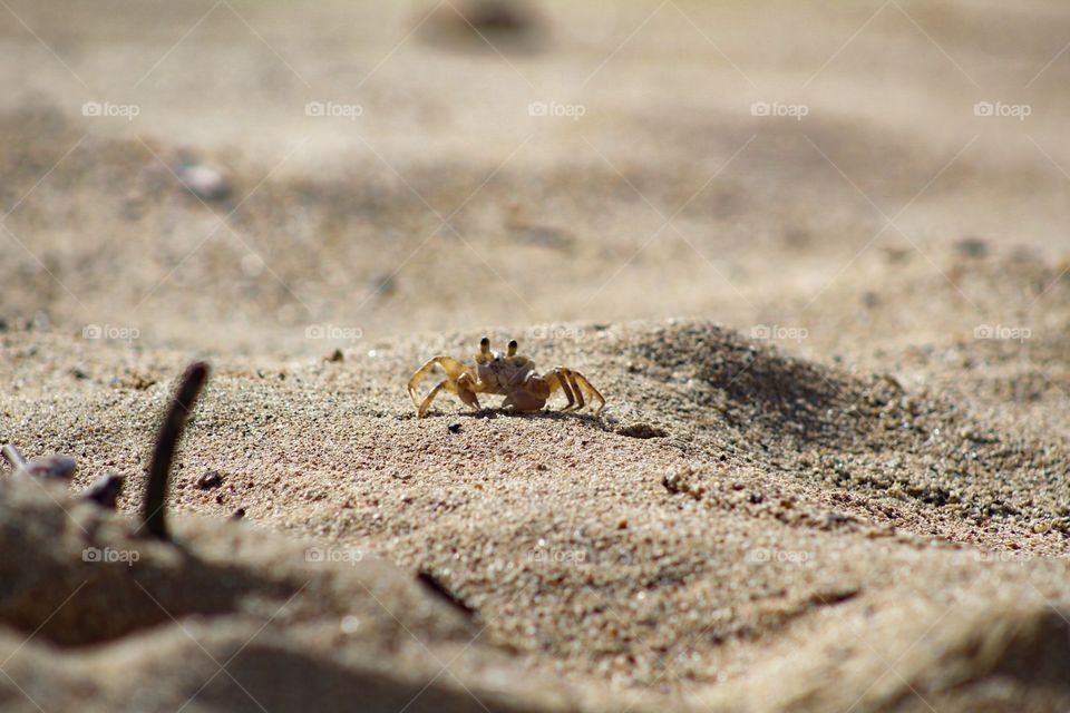 Lone crab