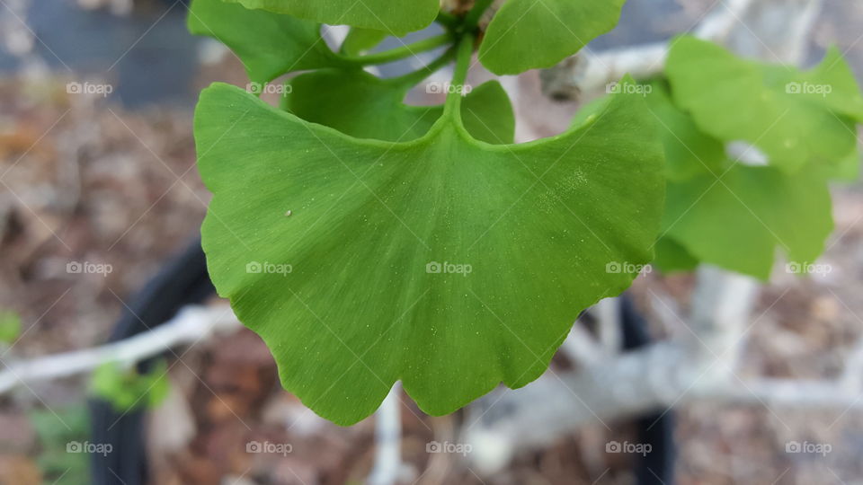 Ginkgo leaf