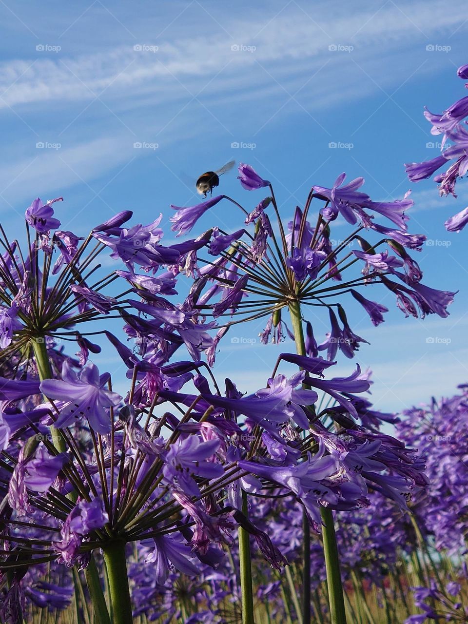 Bumblebee in Allium field