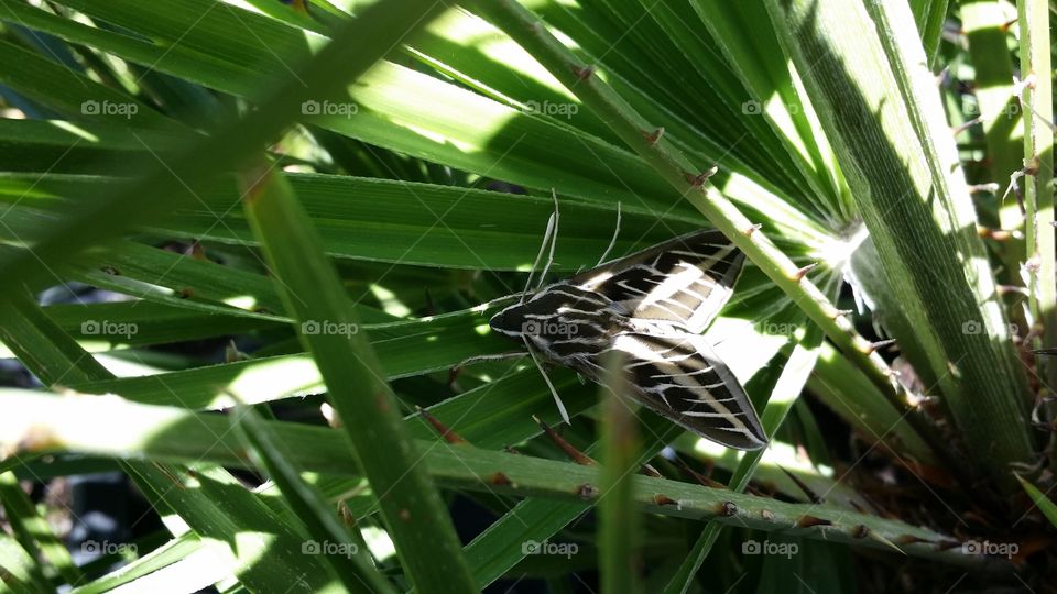 hiding in the shadows