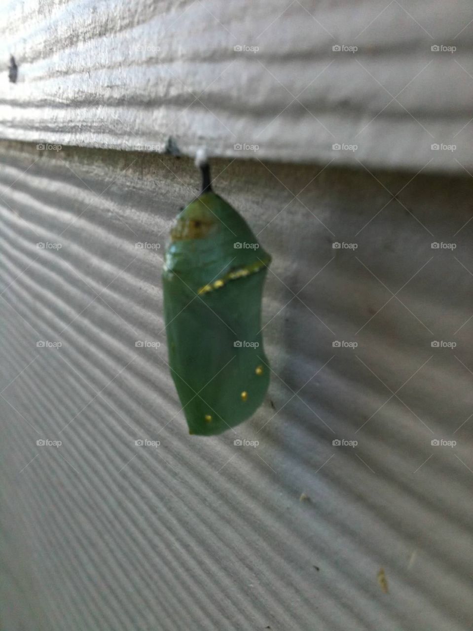 Chrysalis 