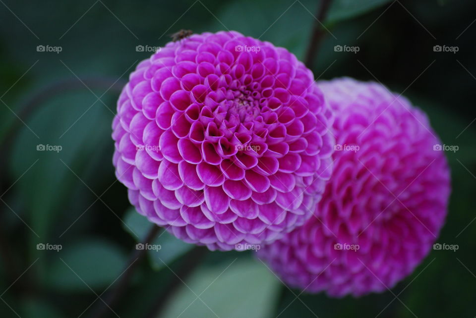 Purple flowers in the garden