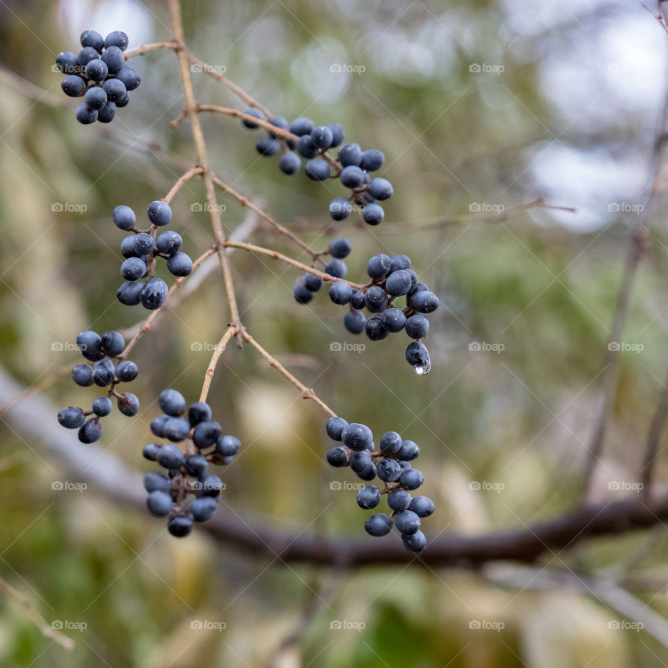 Cold berries 