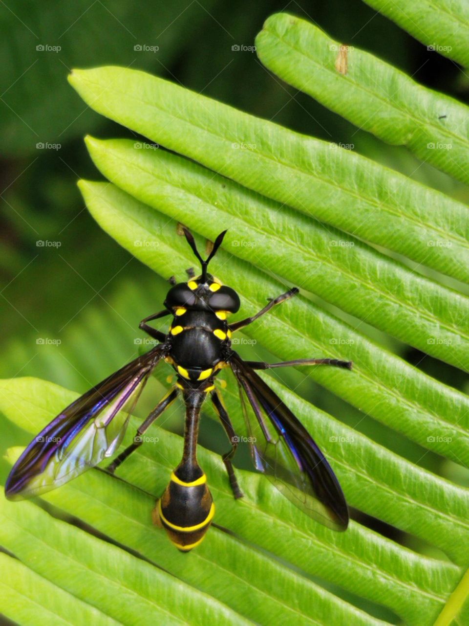 Bee resting on leaf